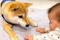 赤ちゃん大好きな犬…の画像