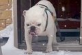 大雪が降った日、犬…の画像