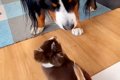極小子犬と40キロの…の画像