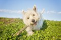 犬は、ひとりで遊ぶ…の画像