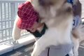 60キロの超大型犬が…の画像