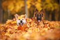 犬が秋に体調を崩す…の画像