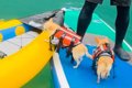 犬が『カヤックに乗…の画像