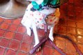 犬と散歩中、雨に降…の画像