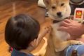 小さな男の子が『犬…の画像