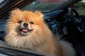 犬とのドライブに持…の画像