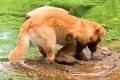 飼い主に隠れてドロ…の画像