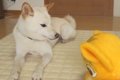 ゲームセンターで取…の画像