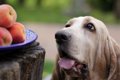 犬が果物の種を食べ…の画像