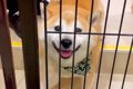 2時間、犬をシャンプ…の画像