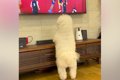 テレビで『バスケの…の画像