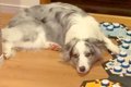 世界一賢い犬種に『…の画像
