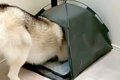 大型犬のために買っ…の画像