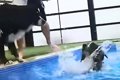 プールで泳いでいる…の画像