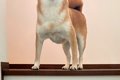 ふと『階段にいる犬…の画像