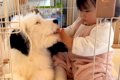 子犬のそばで『赤ち…の画像