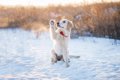 愛犬と雪の日に散歩…の画像