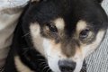 子育て歴４年の犬→赤…の画像