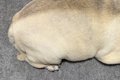眠っている犬を『上…の画像