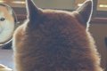 『犬が背中を向けて…の画像