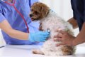 小型犬がかかりやす…の画像