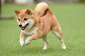 柴犬は賢い？なぜバ…の画像