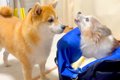 不安で鳴く老犬…それ…の画像