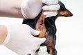 犬の『肛門腺絞り』…の画像