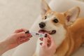 犬の『平熱』は何度…の画像