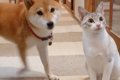 犬と猫2匹に『持って…の画像