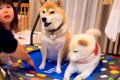 姪っ子のトランポリ…の画像