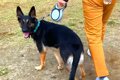 警察犬訓練所を卒業…の画像