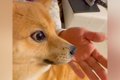 犬を撫でている最中…の画像