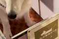カッコいい大型犬が…の画像