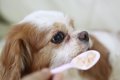 老犬の介護で『辛い…の画像