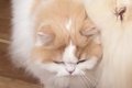 猫に育てられた犬→愛…の画像