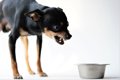犬の『フードアグレ…の画像