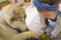 お世話好きな１歳の…の画像