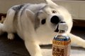 ペットボトルを目の…の画像