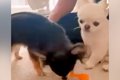 ２匹の犬に『同じお…の画像