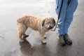 犬が雨に濡れてしま…の画像