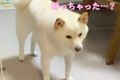 1週間ぶりに会った犬…の画像
