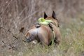 なぜ犬はウンチの後…の画像