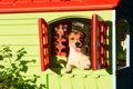 犬小屋のおしゃれ商…の画像