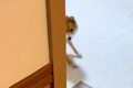 『なんの音だろう…？…の画像