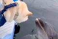 船の上で『犬とイル…の画像