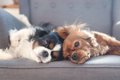犬の『多頭飼い』に…の画像