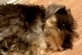 『黒い毛の子犬を飼…の画像