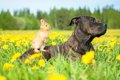 犬と一緒に飼っても…の画像