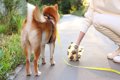 犬のウンチで体調不…の画像